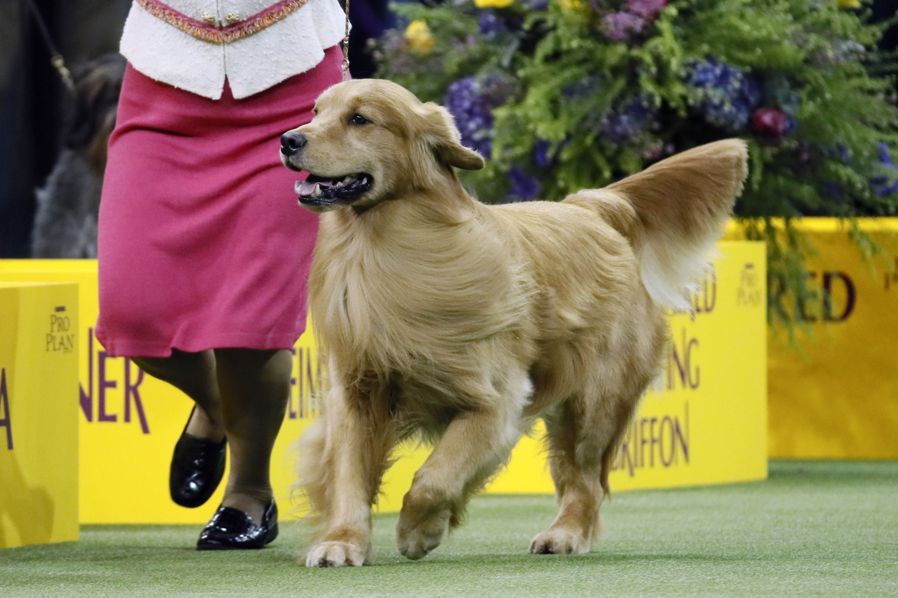 Westminster Dog Show